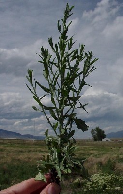 پاورپوینت علف هرز تلخه ۶۴ اسلاید