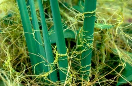 پاورپوینت مدیریت علف های هرزبقولات (نخود) ۳۵ اسلاید