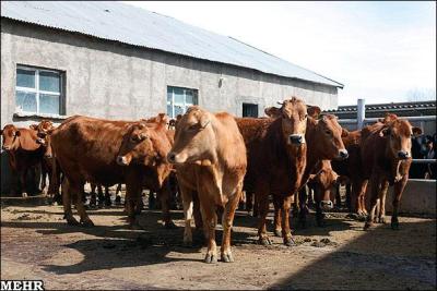 پاورپوینت گاوهای بومی ایران و نژادهای شیری برتر جهان