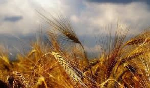 مقاله هواشناسی کشاورزی و توسعه پایدار