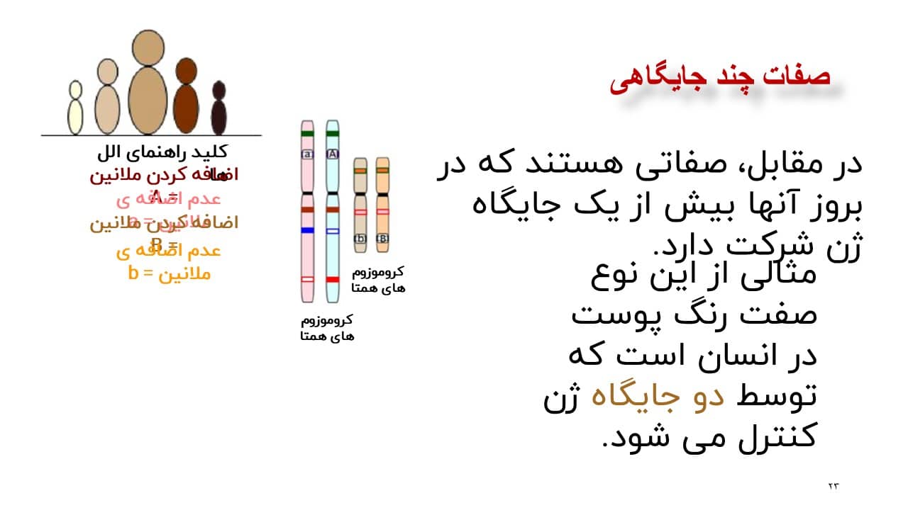 پاورپوینت انواع صفات زیست شناسی دوازدهم پاورپوینت انواع صفات زیست شناسی دوازدهم