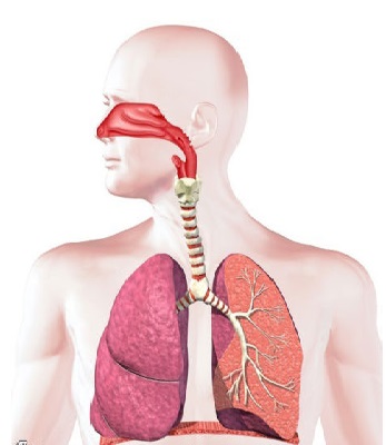 دانلود طرح جابرابن حیان در مورد دستگاه تنفس دانلود طرح جابرابن حیان در مورد دستگاه تنفس