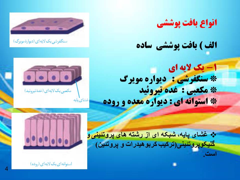 پاورپوینت یاخته و بافت جانوری گفتار 1 فصل 2 زیست شناسی دهم پاورپوینت یاخته و بافت جانوری گفتار 1 فصل 2 زیست شناسی دهم
