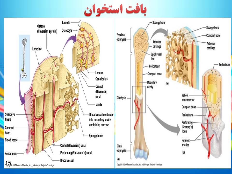 پاورپوینت یاخته و بافت جانوری گفتار 1 فصل 2 زیست شناسی دهم پاورپوینت یاخته و بافت جانوری گفتار 1 فصل 2 زیست شناسی دهم