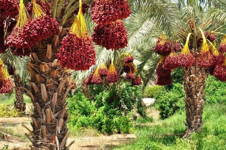 پاورپوینت در مورد خرما