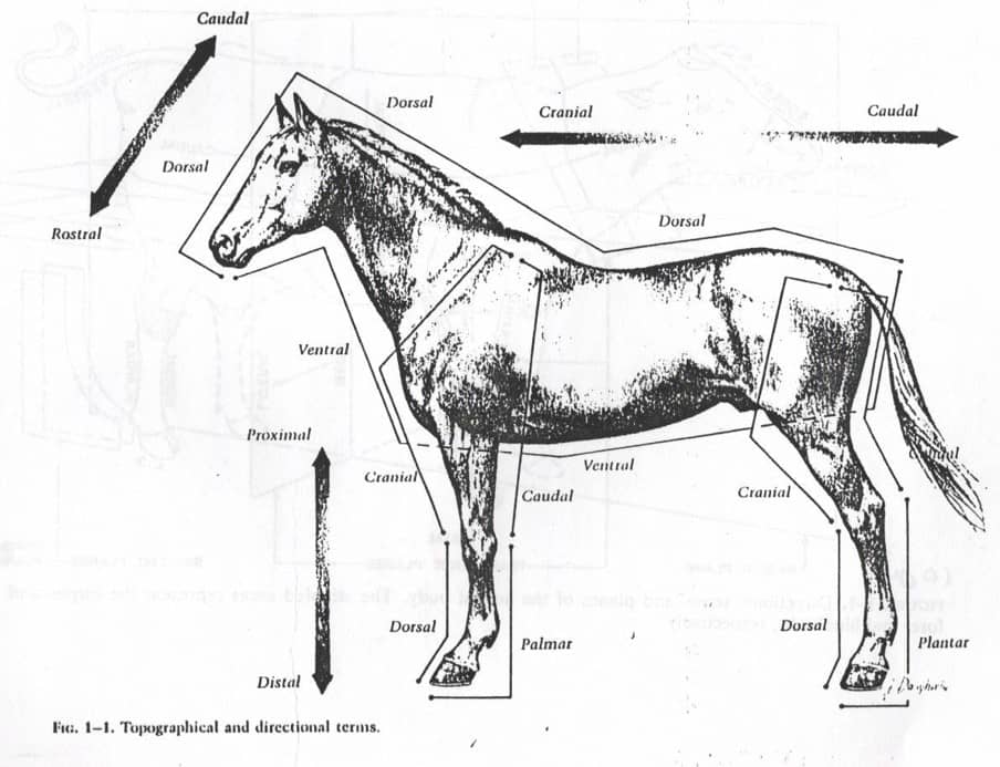 پاورپوینت آناتومی بدن حیوانات