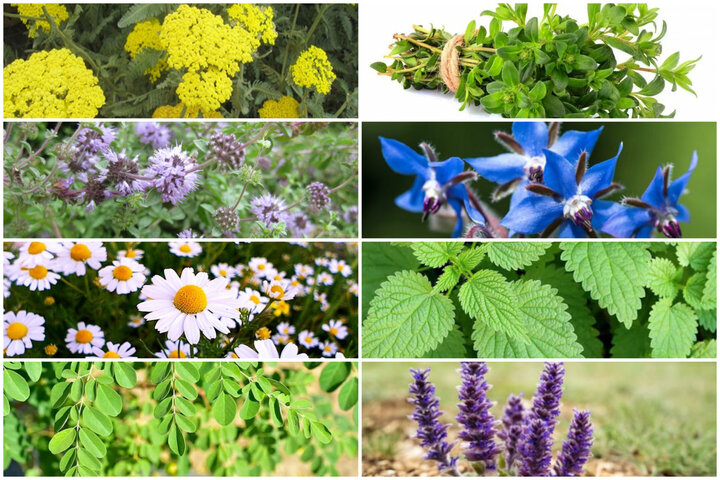 مقاله اهمیت مزایا و چالش های گیاهان دارویی در ایران