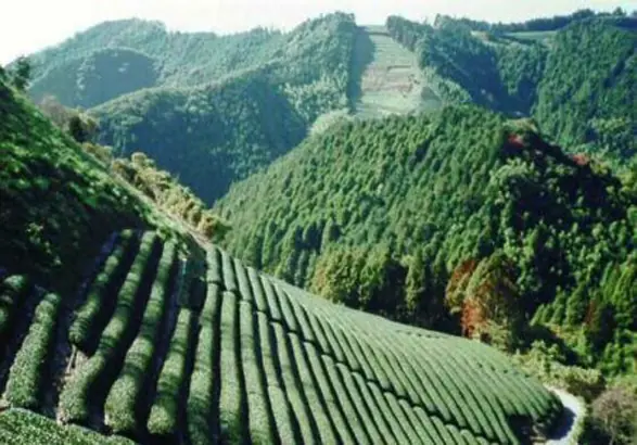 مقاله احداث باغ در اراضی شیبدار