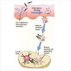 جزوه ی کامل 21 جلسه کلاس ایمنی شناسی علوم آزمایشگاهی